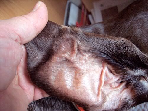 hemotoma2.jpg
