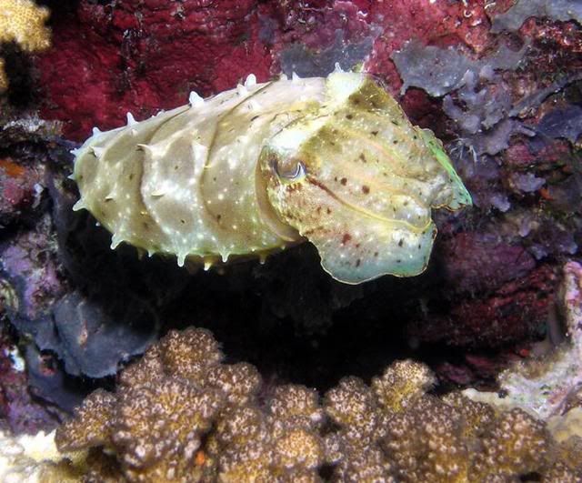 cuttlefishPapuaNewGuinea.jpg