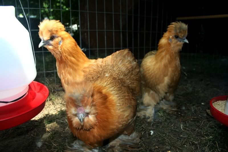 silkie roo