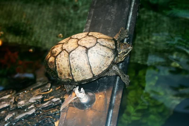 VERY cloudy water in juvenile musk turtles tank Sand & Silt Turtle Forum