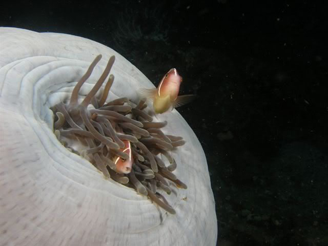 pinkanemonefish.jpg