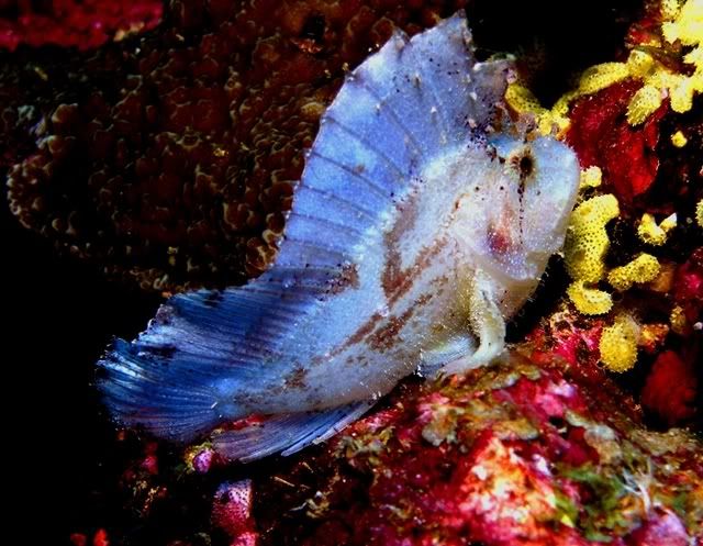 LeafscorpionfishPNG.jpg