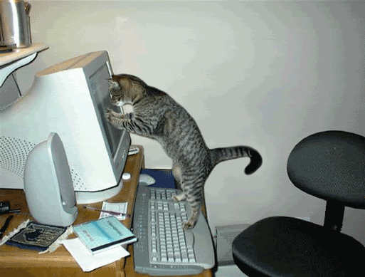 computercats.gif