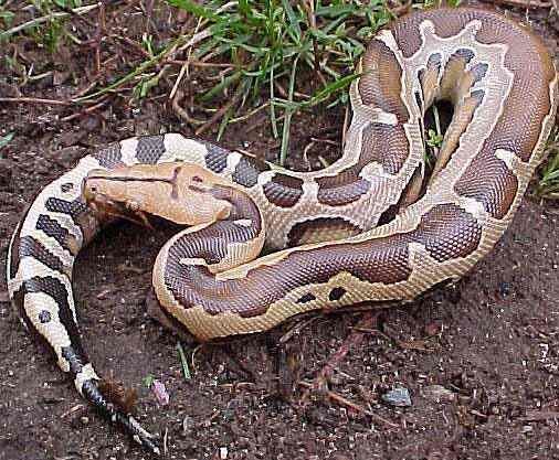 Australian Scrub Python