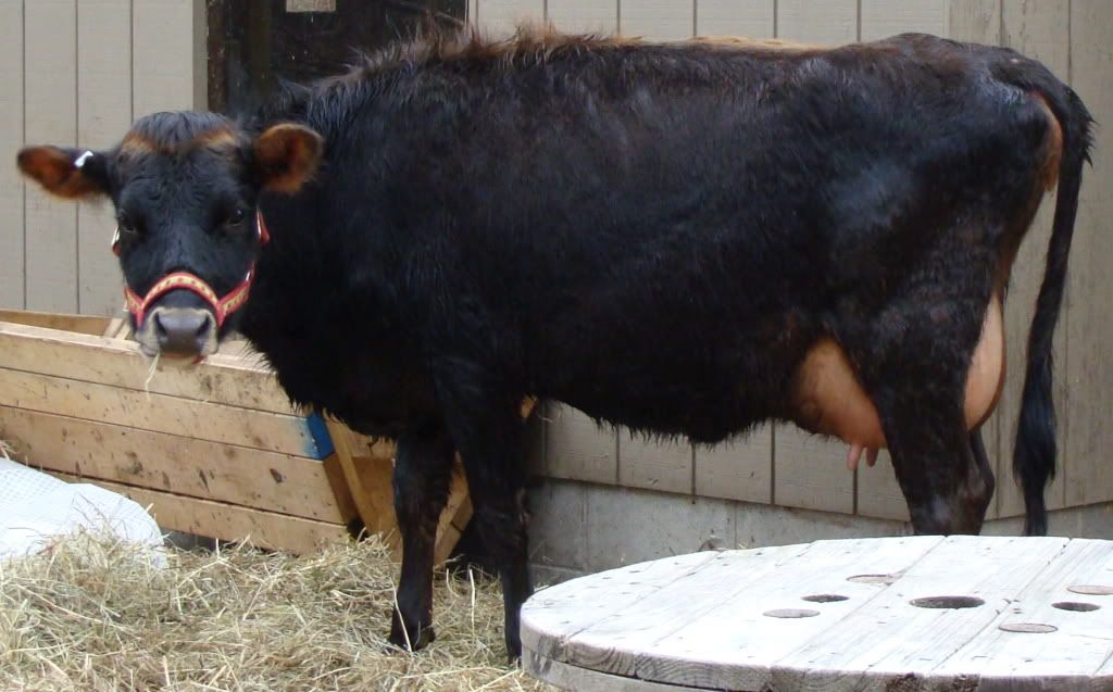 FS: Mini Jersey Milk Cow-MI - Cattle