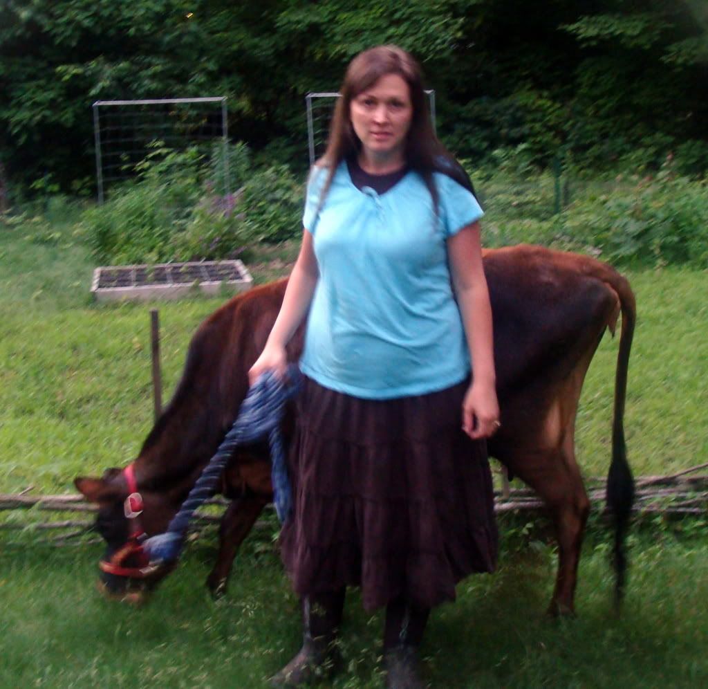 FS: Mini Jersey Milk Cow-MI - Cattle