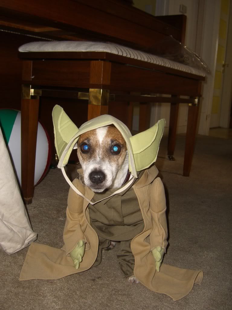 Doginayodaoutfit001.jpg Dog in Yoda Outfit image by mramberg