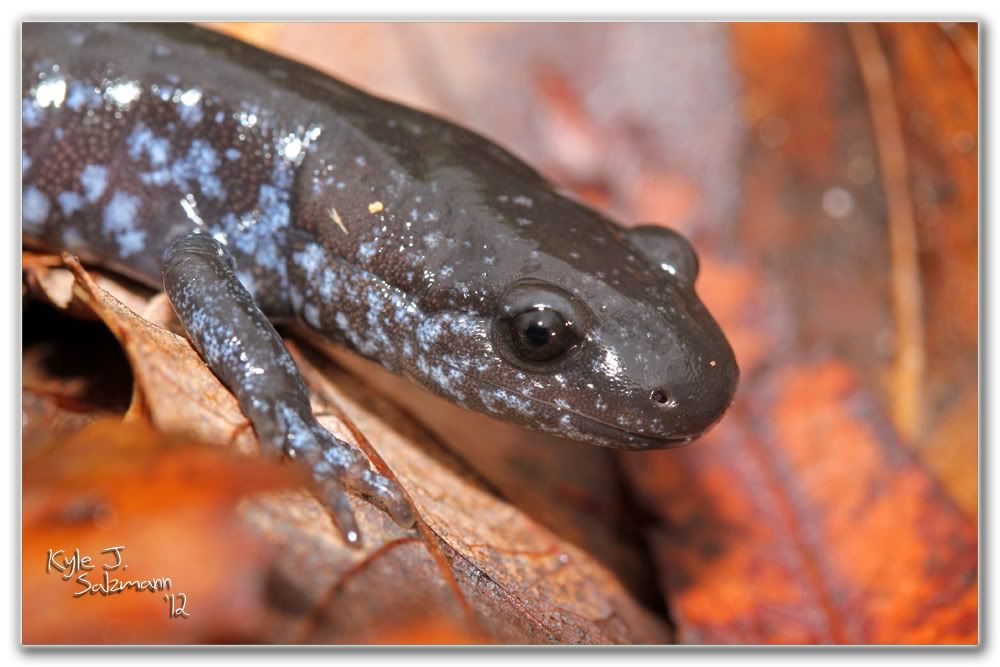 IMAGE: http://i176.photobucket.com/albums/w165/ksalz767/Field%20Herping%202012/IMG_2253bordered1000x667.jpg