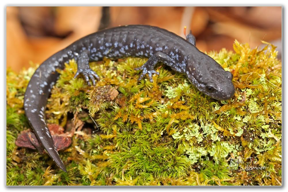 IMAGE: http://i176.photobucket.com/albums/w165/ksalz767/Field%20Herping%202012/IMG_2255bordered1000x667.jpg