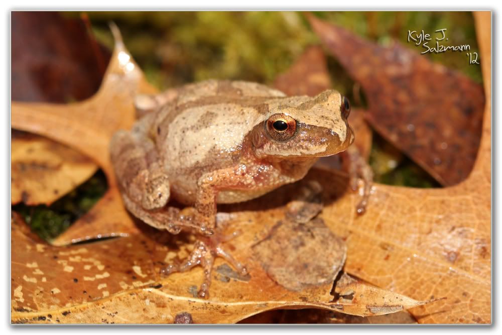 IMAGE: http://i176.photobucket.com/albums/w165/ksalz767/Field%20Herping%202012/IMG_2267bordered1000x667.jpg