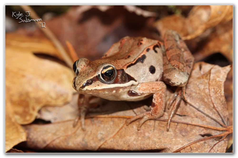 IMAGE: http://i176.photobucket.com/albums/w165/ksalz767/Field%20Herping%202012/IMG_2274bordered1000x667.jpg