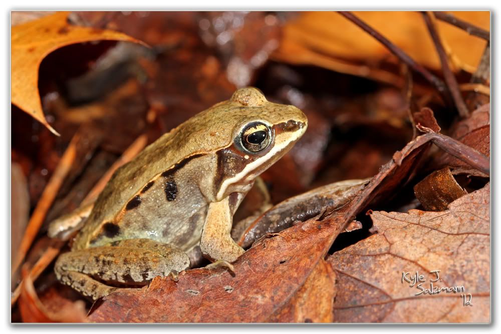 IMAGE: http://i176.photobucket.com/albums/w165/ksalz767/Field%20Herping%202012/IMG_2292bordered1000x667.jpg