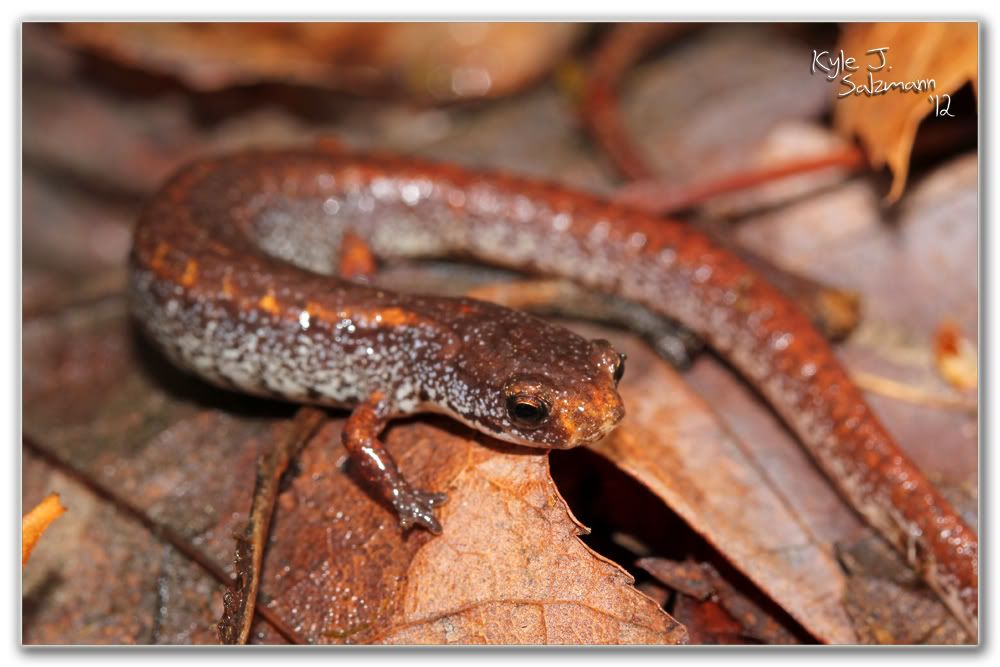 IMAGE: http://i176.photobucket.com/albums/w165/ksalz767/Field%20Herping%202012/IMG_2304bordered1000x667.jpg