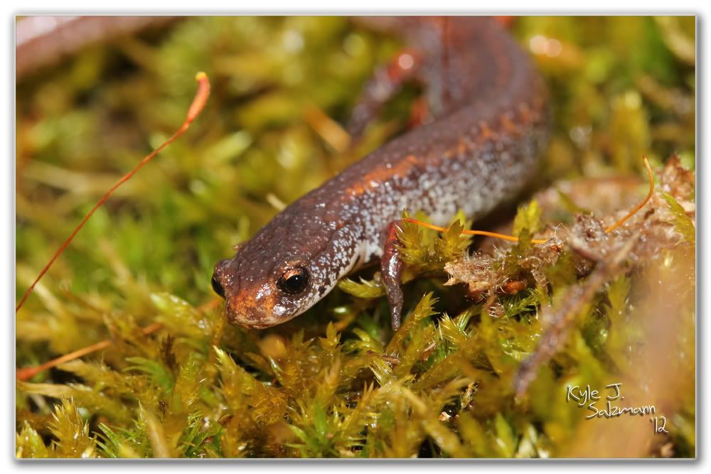 IMAGE: http://i176.photobucket.com/albums/w165/ksalz767/Field%20Herping%202012/IMG_2307bordered1000x667.jpg