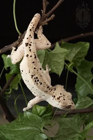 Dalmation Crested Gecko. A patternless crested gecko