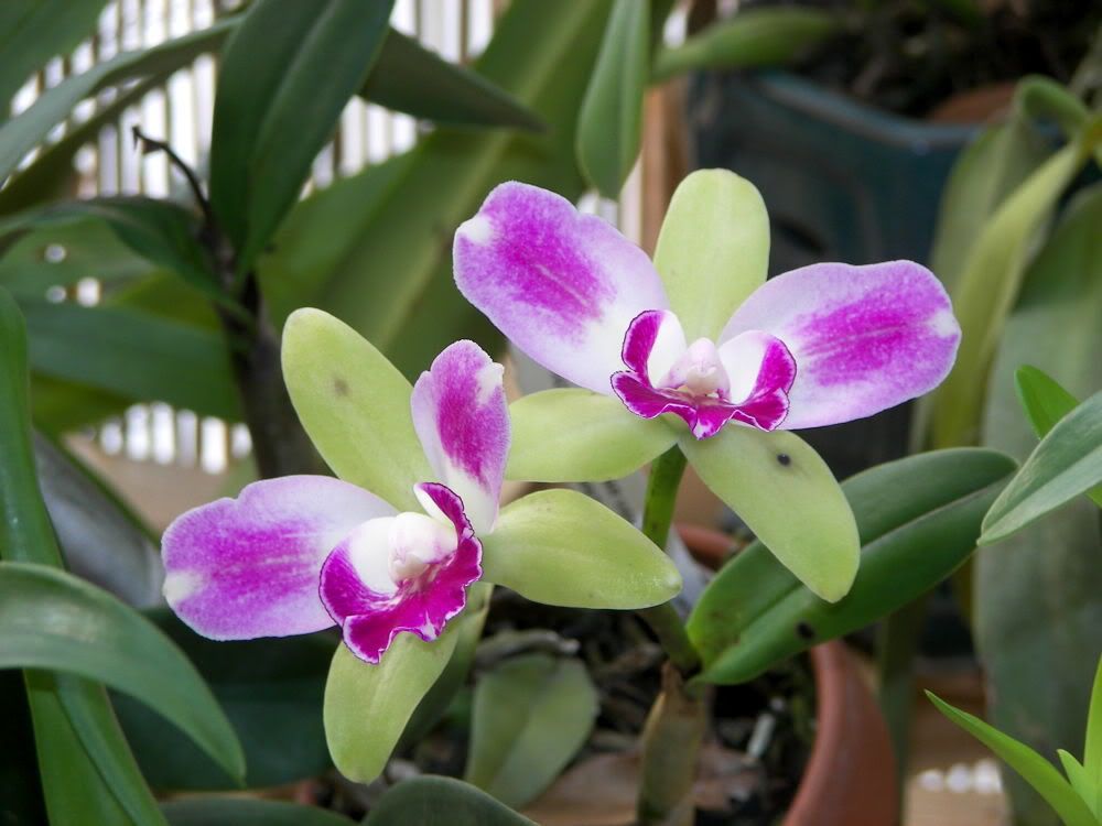 SomeCattleya.jpg Some sort of cattleya image by jpm19651965