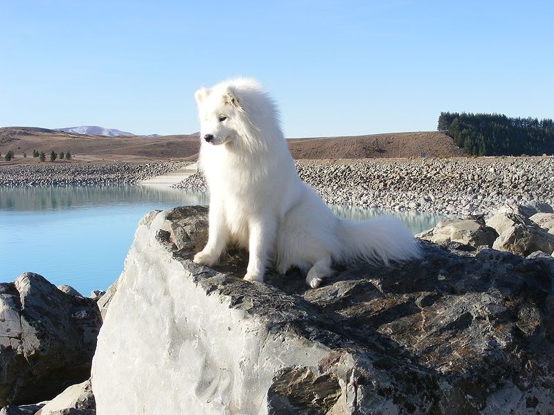 800px-NZ_Samoyed.jpg