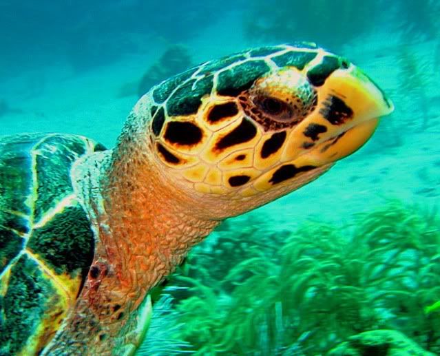 hawksbill--side view Pictures, Images and Photos