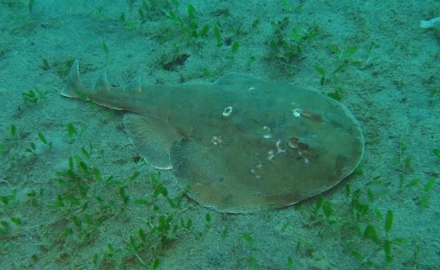 electricray.jpg