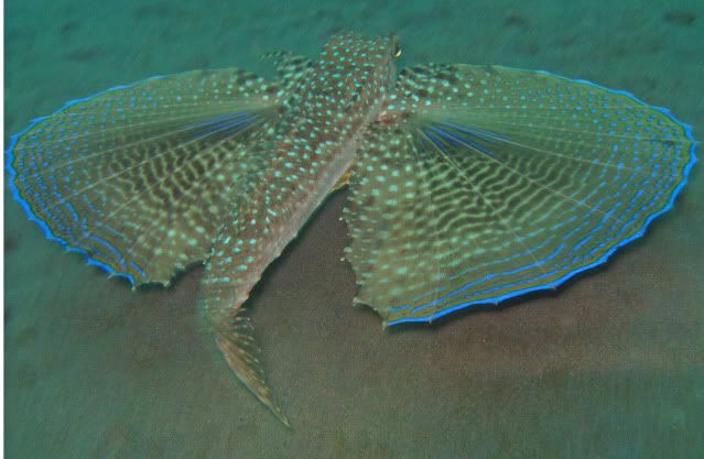 flyinggurnard.jpg