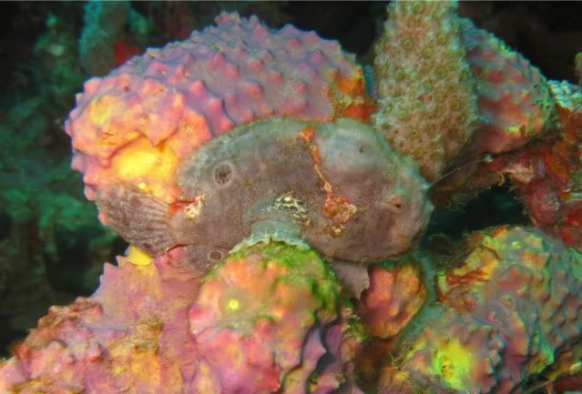 frogfish.jpg