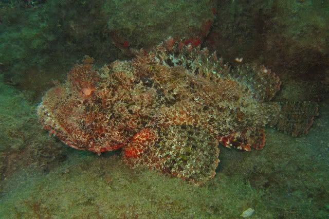 redscorpionfish.jpg