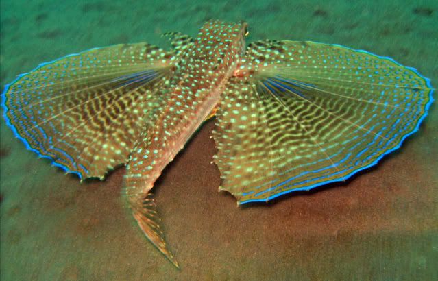 flyinggurnard-1.jpg