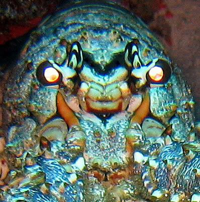 lobsterupclose.jpg