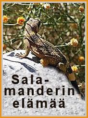 Salamander2.jpg