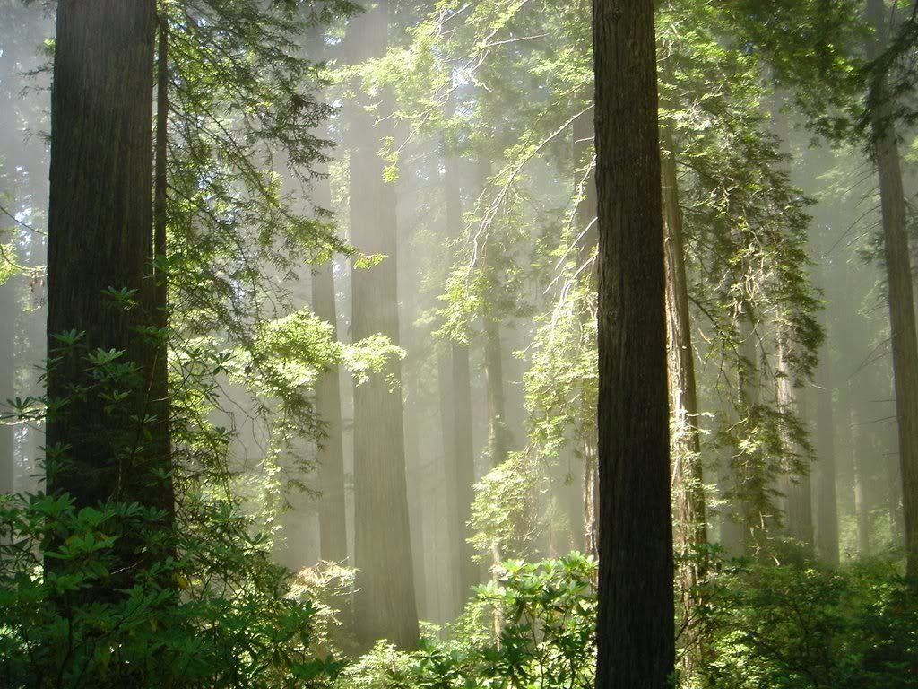 redwoods.jpg redwoods image by mattamudra