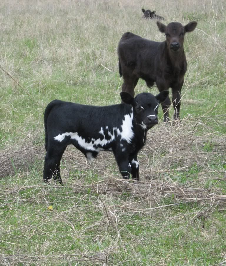 mini longhorns