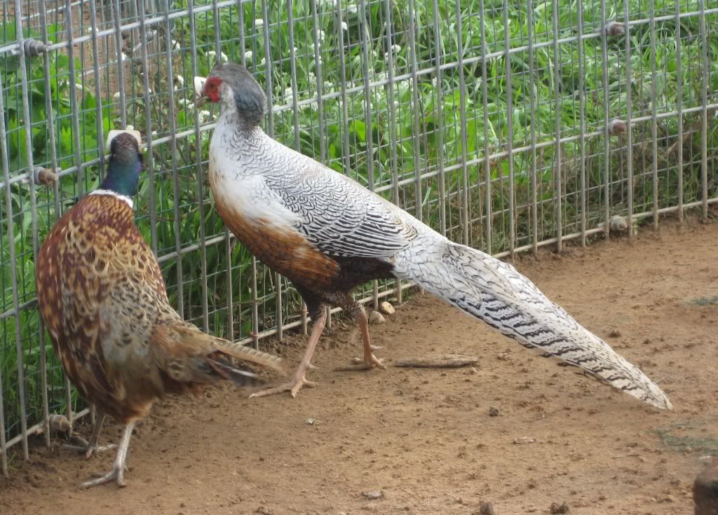 Hybrid Pheasants BackYard Chickens Learn How to Raise Chickens