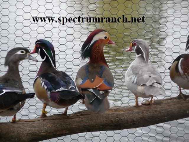 Silver+Wood+Ducks+For+Sale http://i176.photobucket.com/albums/w172/spectrumranch/woodmandsilver ...