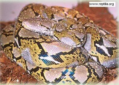 Snakes.co.za :: View topic - Python reticulates Also kn