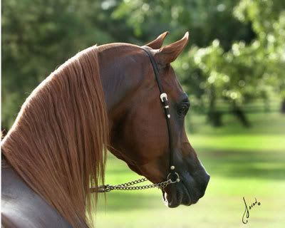Polish Arabian Stallion Pictures, Images and Photos