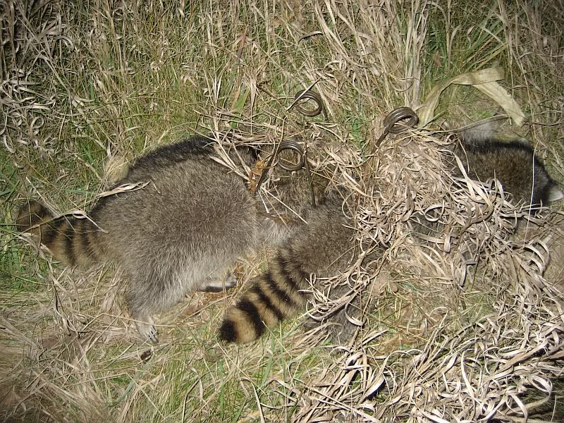 Coon Trapping with Conibears