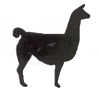 llama Pictures, Images and Photos
