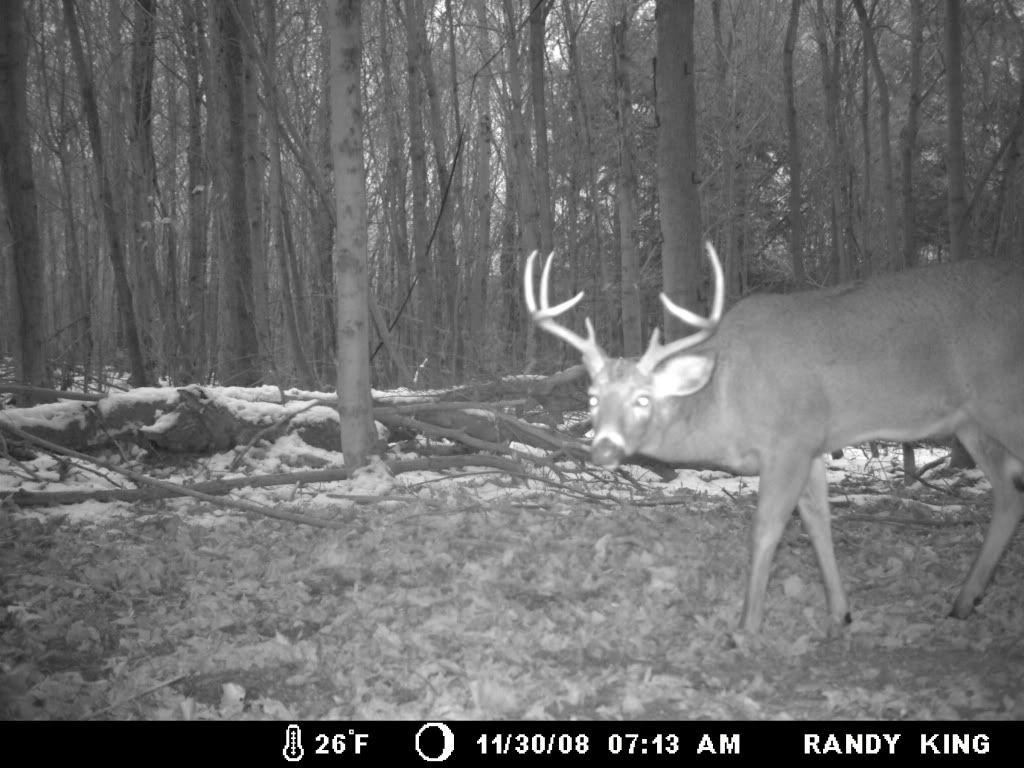 Best day time trail camera pics of big bucks Page 4 Archery Talk Forum