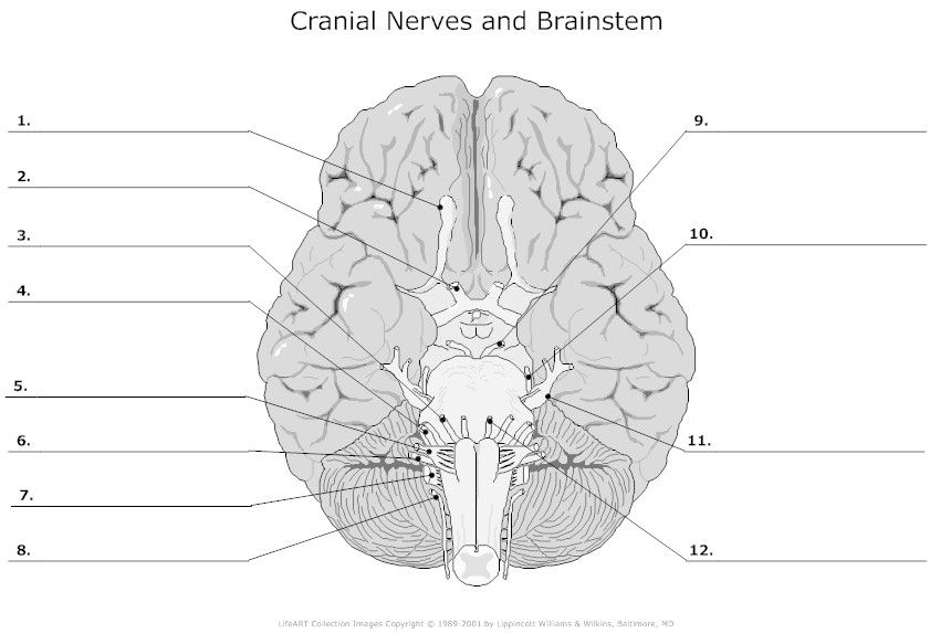 Cranial Nerves Worksheet Answer Key Chimp Wiring