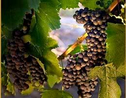 Grapes.jpg