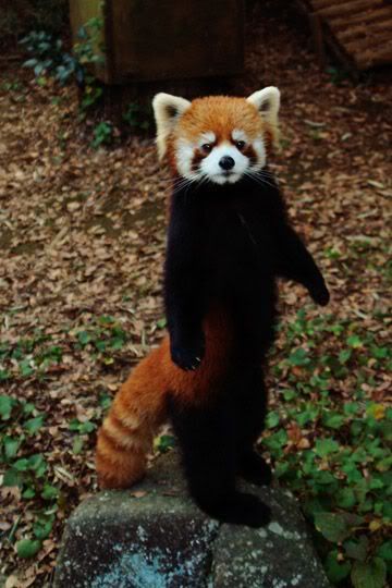 Red Panda Belfast