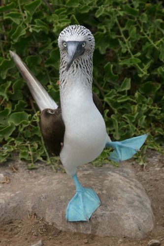 blue-footed-booby2.jpg