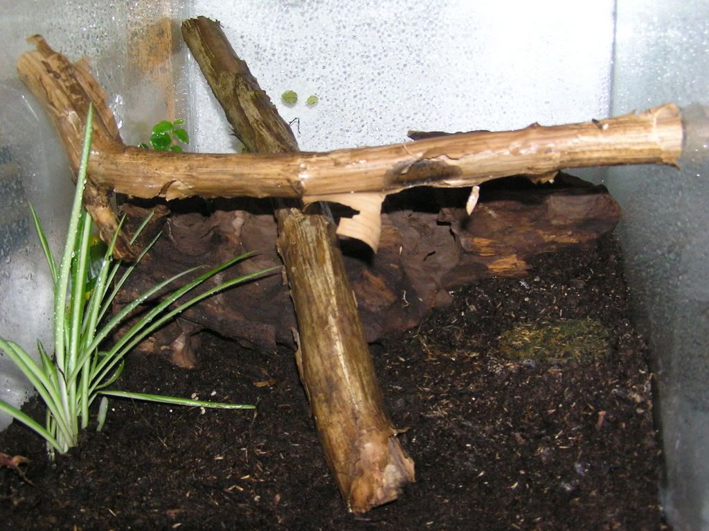SetupCelegans.jpg
