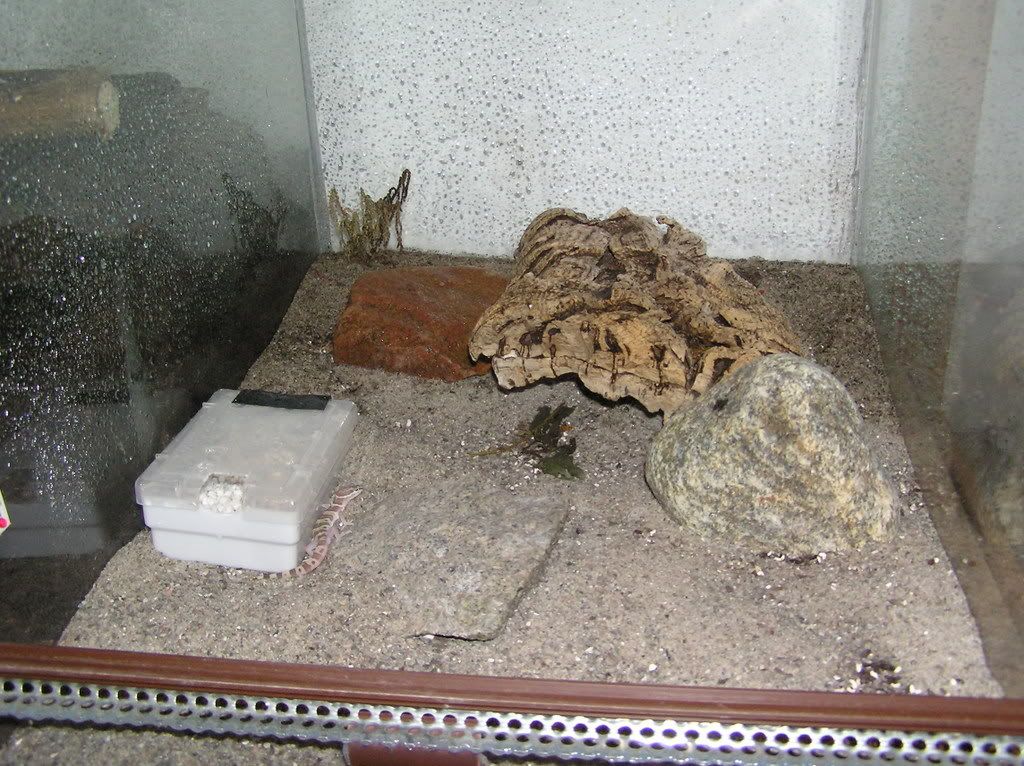 SetupCvariegatus.jpg