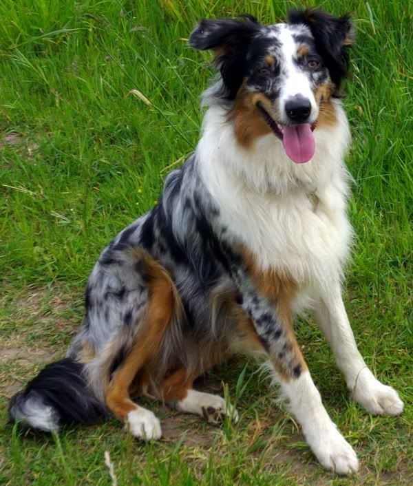 Australian Shepherd Pictures, Images and Photos