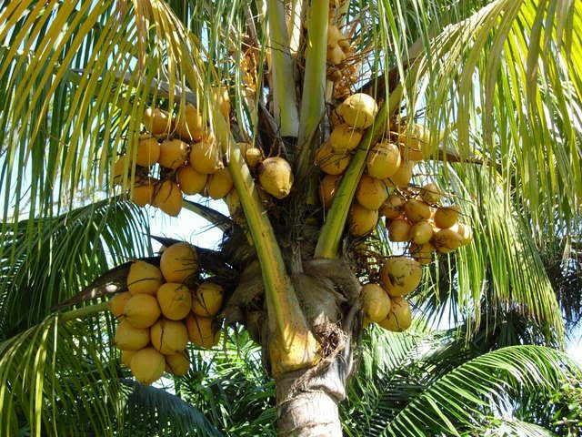 ClusterofGoldenMalayanCoconuts.jpg