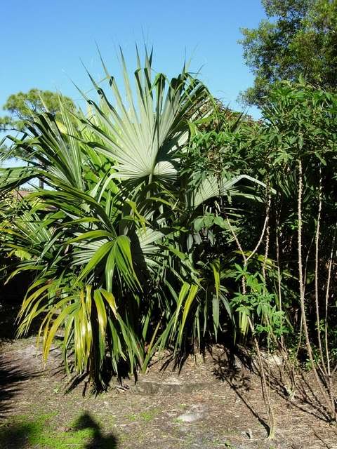 Sabalmauritiformis3-18-07.jpg