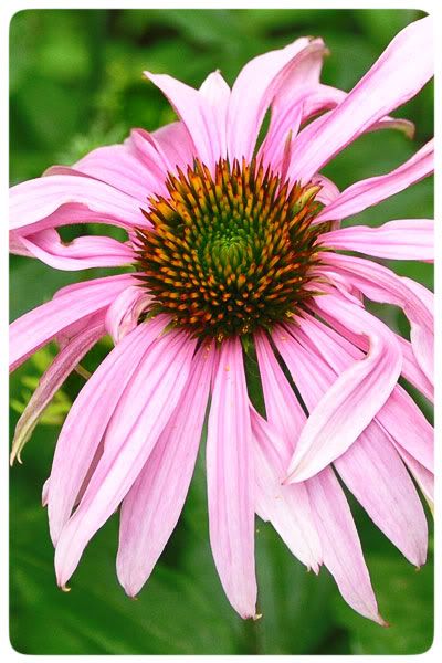 Site Blogspot  Garden Arbor Designs on Johanna Parker Design  A Burst Of Color