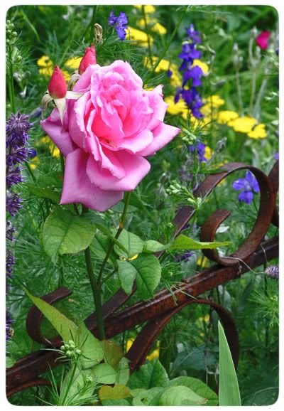 Site Blogspot  Garden Path Designs on Pink Rose Rises Up Beside A Rusty Old Ornamental Garden Gate