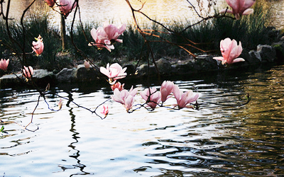 pinkflowersriver_spine.png Flowers - Still Water image minnasota3